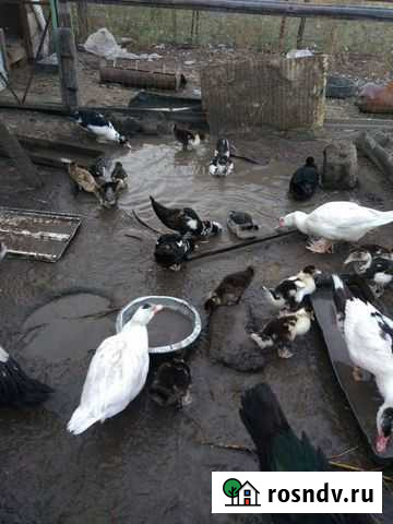 Семья индоуток Камызяк - изображение 1