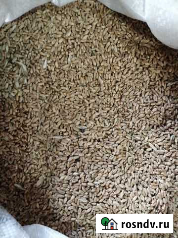 Пшеница Черемхово - изображение 1