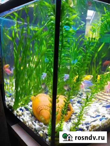 Аквариумные растения 3вида Иркутск - изображение 1