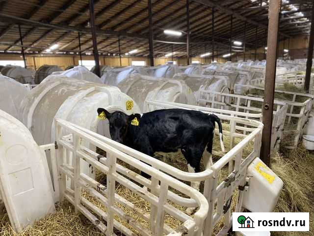 Бычки телята 1-3 месяца Стерлитамак - изображение 1