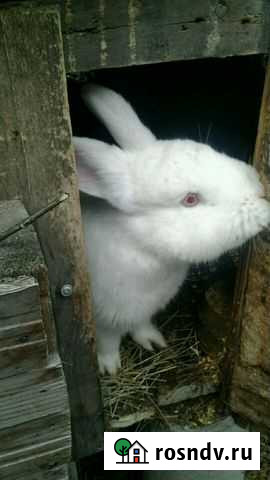 Новозеланцы Россошь - изображение 1