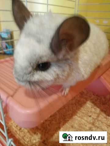 Шиншила самец окрас Белый Вильсон Краснодар - изображение 1