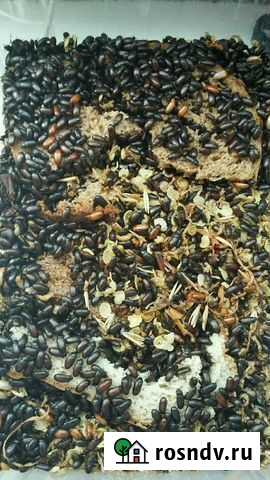 Жук знахарь чернотелка Москва - изображение 1