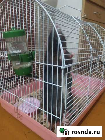 Крыса с клеткой Челябинск - изображение 1