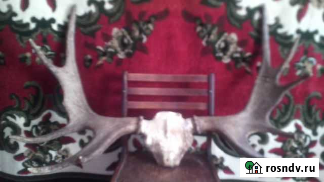 Рога Магнитогорск - изображение 1