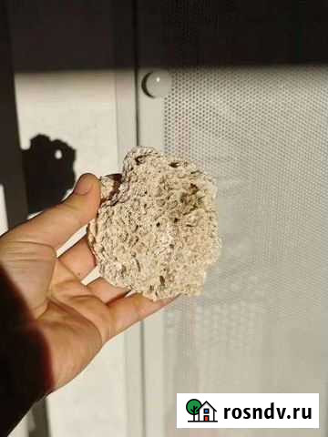 Морские кораллы Троицк - изображение 1