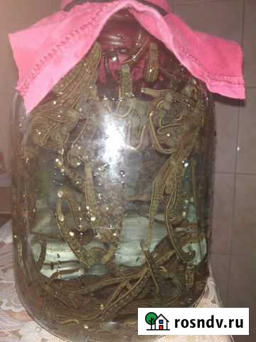 Пиявки медицинские лечебные Новосибирск - изображение 1