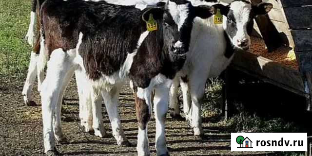 Бычки телята Матвеев-Курган - изображение 1