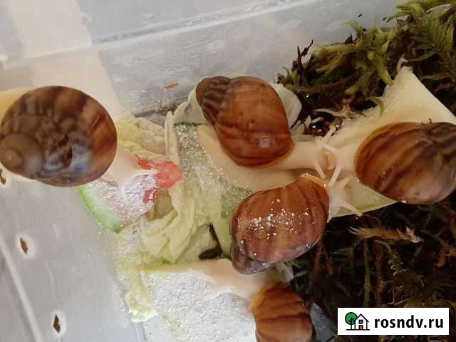 Улитки ахатины альбино Абакан - изображение 1