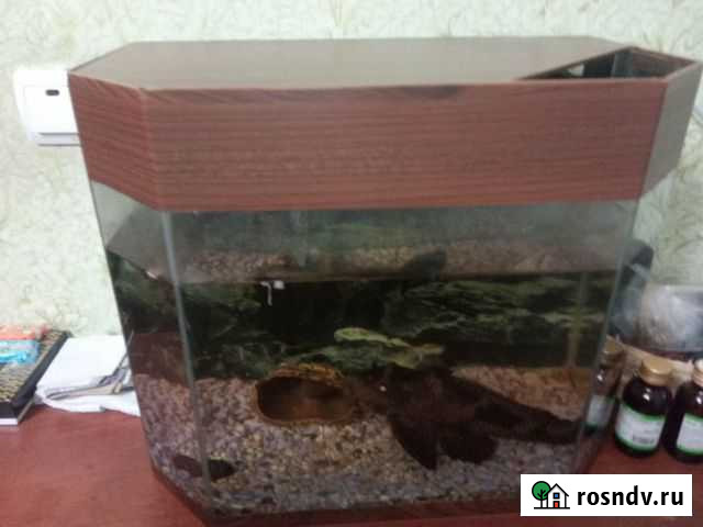 Аквариум с сомом Батайск - изображение 1