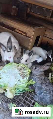 Кролики Тельма - изображение 1