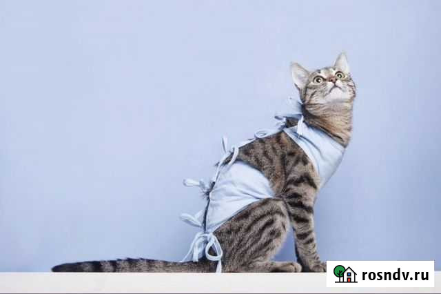 Ветеринарный врач (стерилизация/кастрация) Ижевск - изображение 1