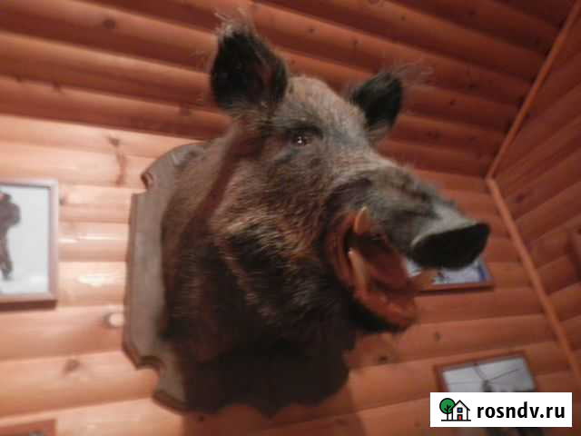 Продам чучело кабана Кола - изображение 1