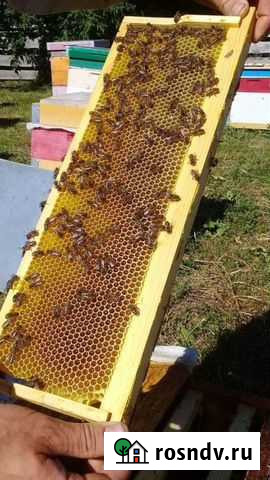 Мёд Гречишный 2021 года (есть в сотах) Улан-Удэ - изображение 1