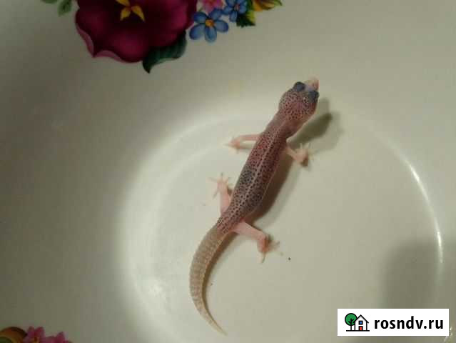 Малыши эублефаров своего разведения Москва - изображение 1