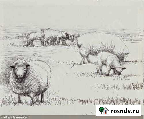 Баранина Губкин - изображение 1