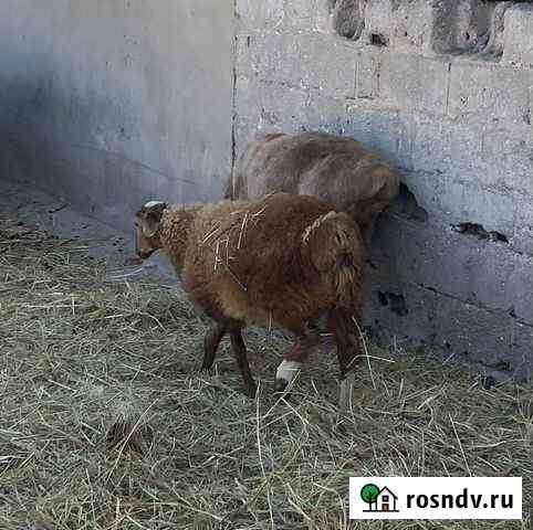 Бараны, ярочки, ягнята гиссарские Старовеличковская