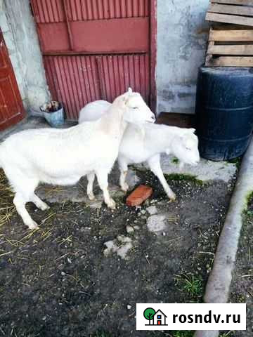 Заинские козы Нартан - изображение 1