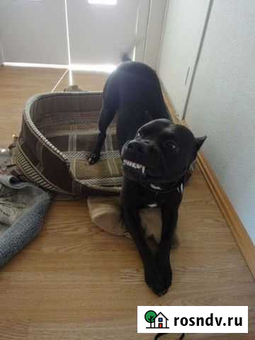 Доставка, перевозка домашних животных Екатеринбург - изображение 1