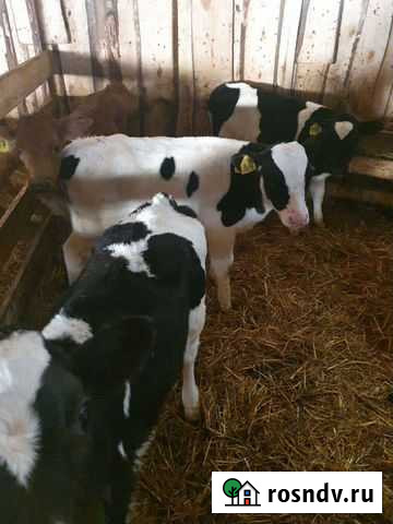 Телята бычки Новая Усмань - изображение 1