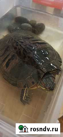 Черепаха водная Казань - изображение 1