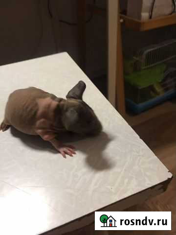 Морская свинка Екатеринбург - изображение 1