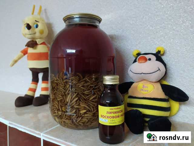 Восковая моль, экстракт Пермь - изображение 1