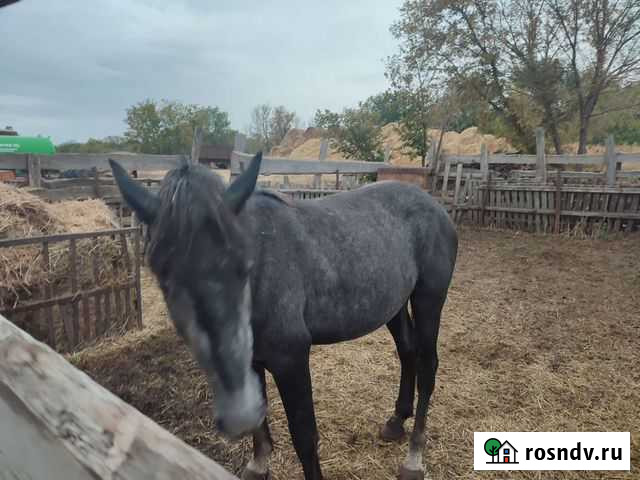 Лошадь Пестравка - изображение 1