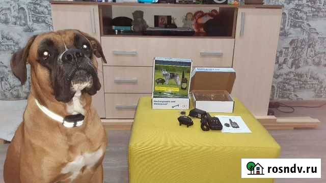 Электронный ошейник эшо Батайск - изображение 1