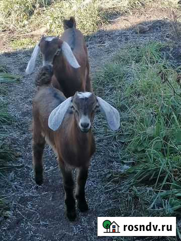 Козлик Мариинск - изображение 1