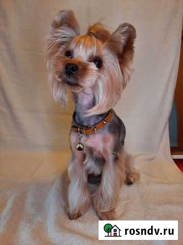 Груминг. Стрижка кошек и собак Астрахань - изображение 1