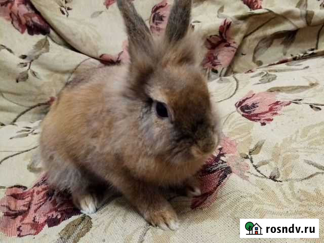 Декоративные кролики Краснодар - изображение 1