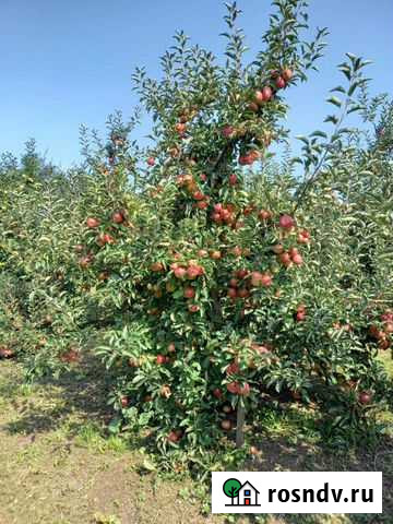 Продам яблоки Шалушка - изображение 1