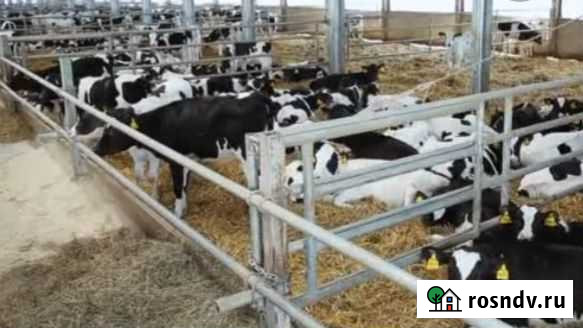 Бычки телята Мостовской - изображение 1