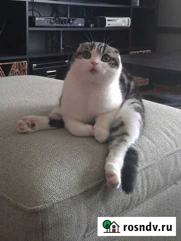 Химчистка мебели. Весь декабрь химчистка дивана Воронеж - изображение 1