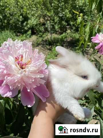 Кролик карликовый Каспийск - изображение 1