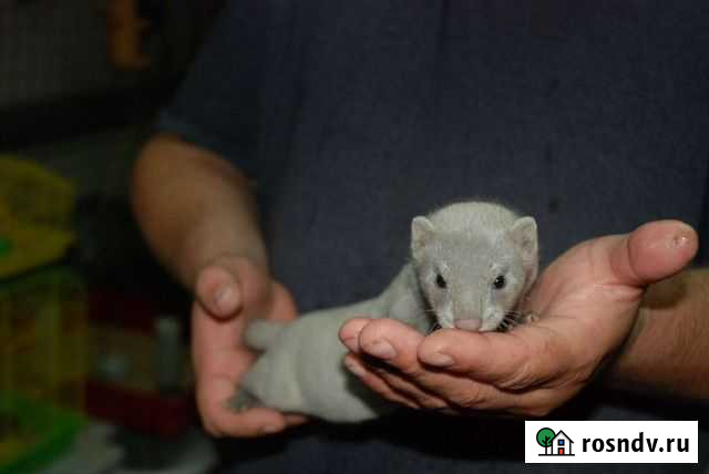 Норка Новосибирск - изображение 1