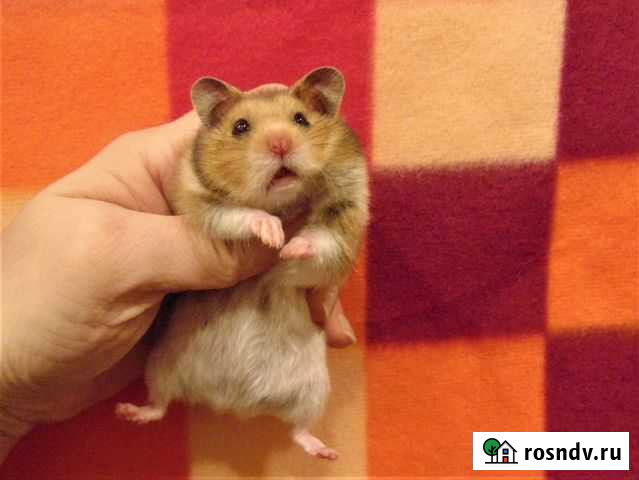 Сирийские хомяки от заводчика, клетки, корм Санкт-Петербург - изображение 1