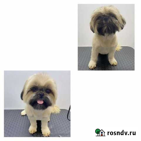 Грумер (парикмахер для животных) груминг Иваново - изображение 1