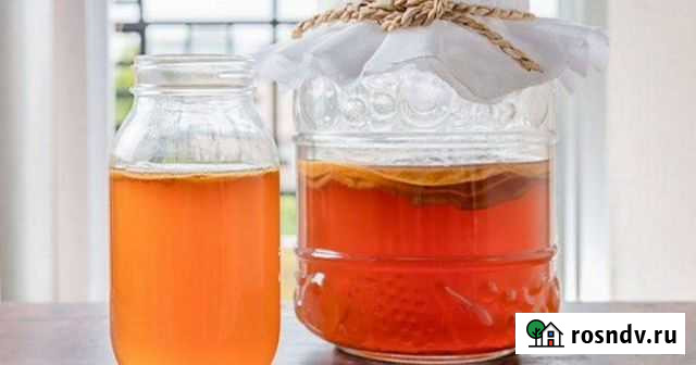 Гриб чайный Уфа - изображение 1