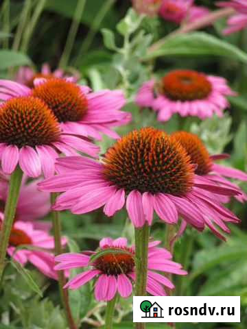 Эхинацея пурпурная (Для иммуннитета) Ростов-на-Дону - изображение 1