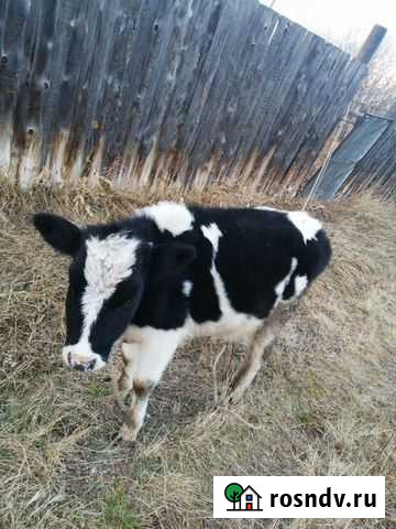 Телочка от молочной коровы Шадринск - изображение 1
