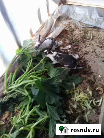 Кролики Улан-Удэ - изображение 1