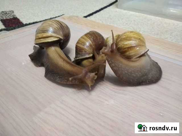 Улитки ахатины бесплатно Вологда - изображение 1