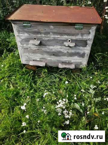 Улей дадан Иваново - изображение 1