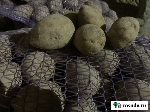 Картофель сорт Гала Фокино - изображение 1