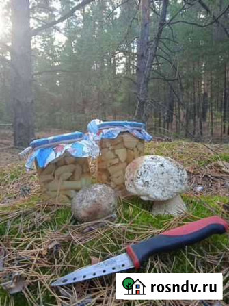 Белые грибы Богучар - изображение 1