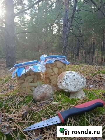 Белые грибы Богучар - изображение 1