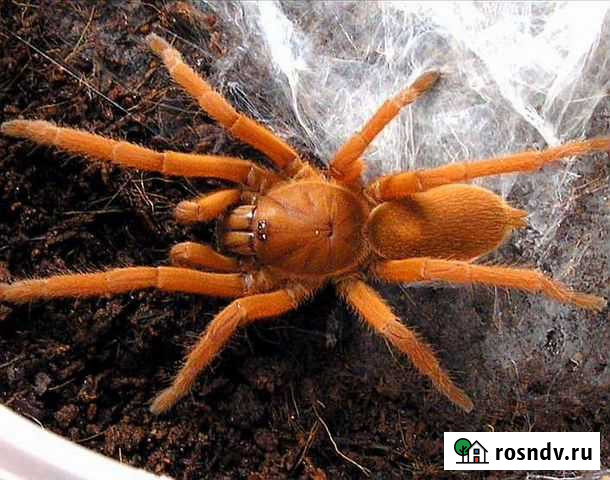 Пауки-птицееды Чита - изображение 1