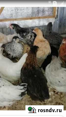 Куры молодки Волгоград - изображение 1